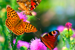 Bild von Schmetterlingen und einer Blumenwiese