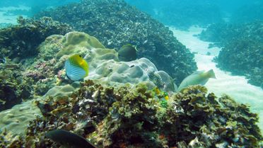 Algenüberwuchertes Korallenriff vor Hainan, China.