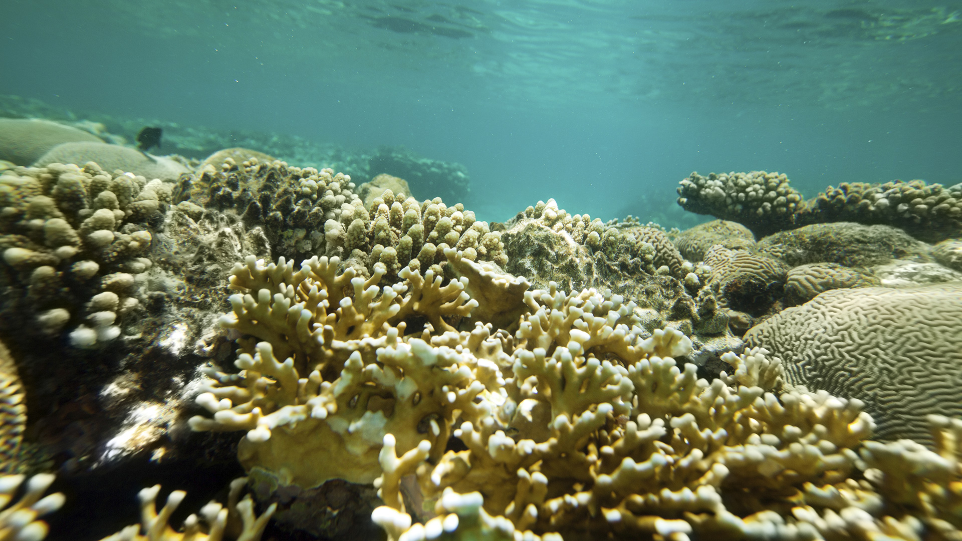 Korallen gedeihen nicht in jedem Wasser gleich gut